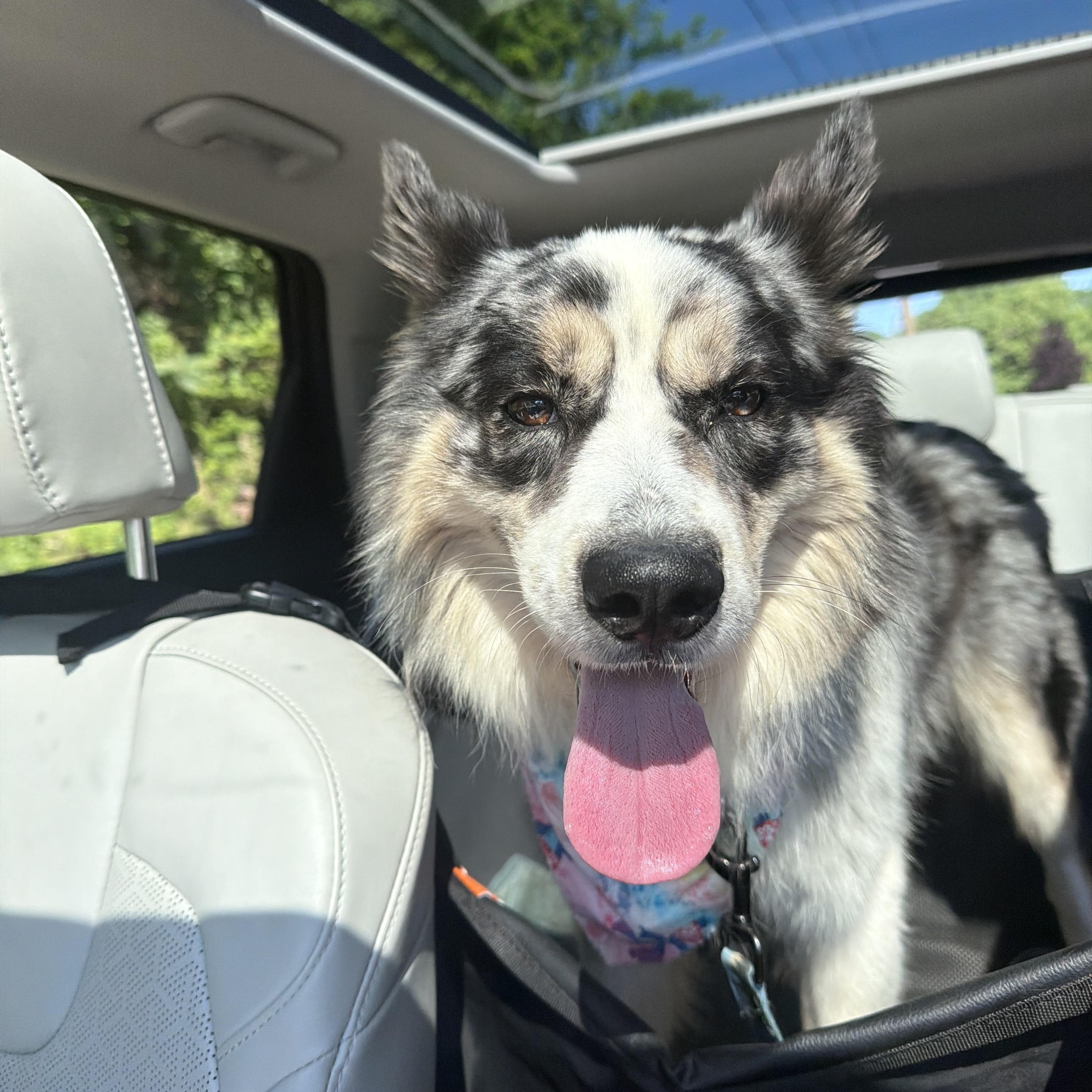 Trax, ADOPTABLE, Adult Male Australian Shepherd & Border Collie.
