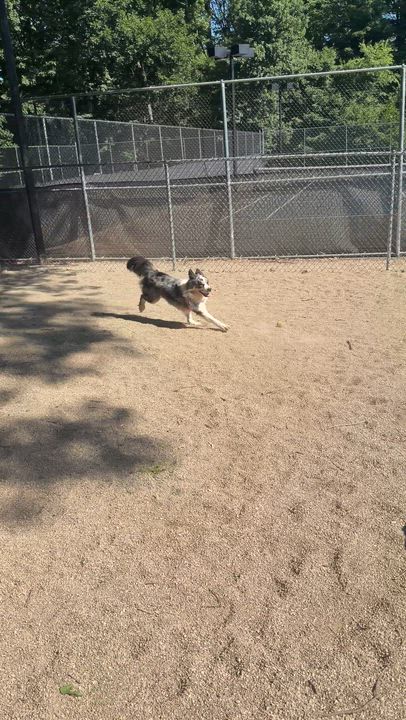 Enlarge Trax, a ADOPTABLE mixed breed in Warwick, NY video 3/6