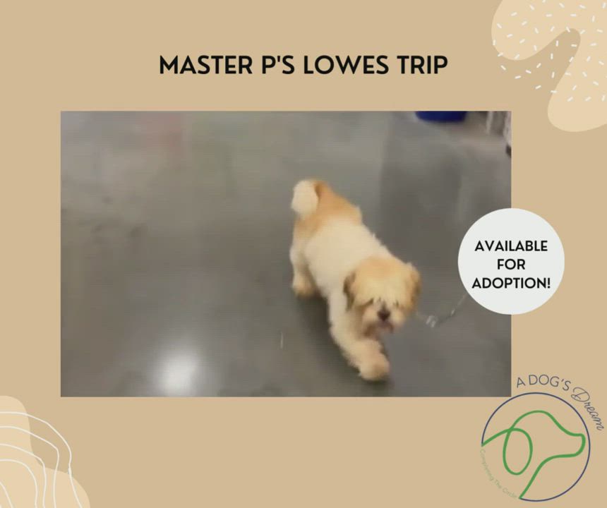 Enlarge Master P, a Adopted Lhasa Apso in Neosho, MO video 3/5