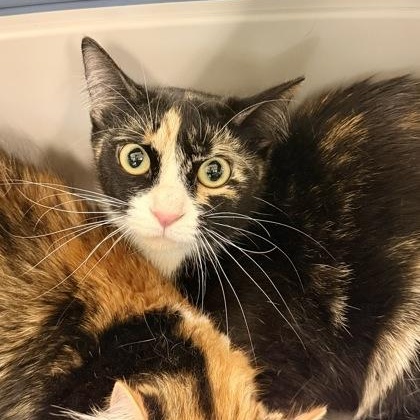 Enlarge Bella, a ADOPTABLE Domestic Medium Hair in Athens, GA image 1/1