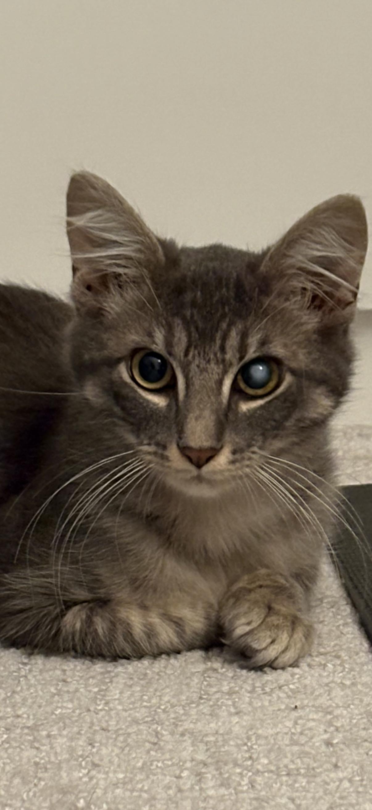 Kyle, a Adoptable Domestic Long Hair in Old Bridge, NJ image 1/3