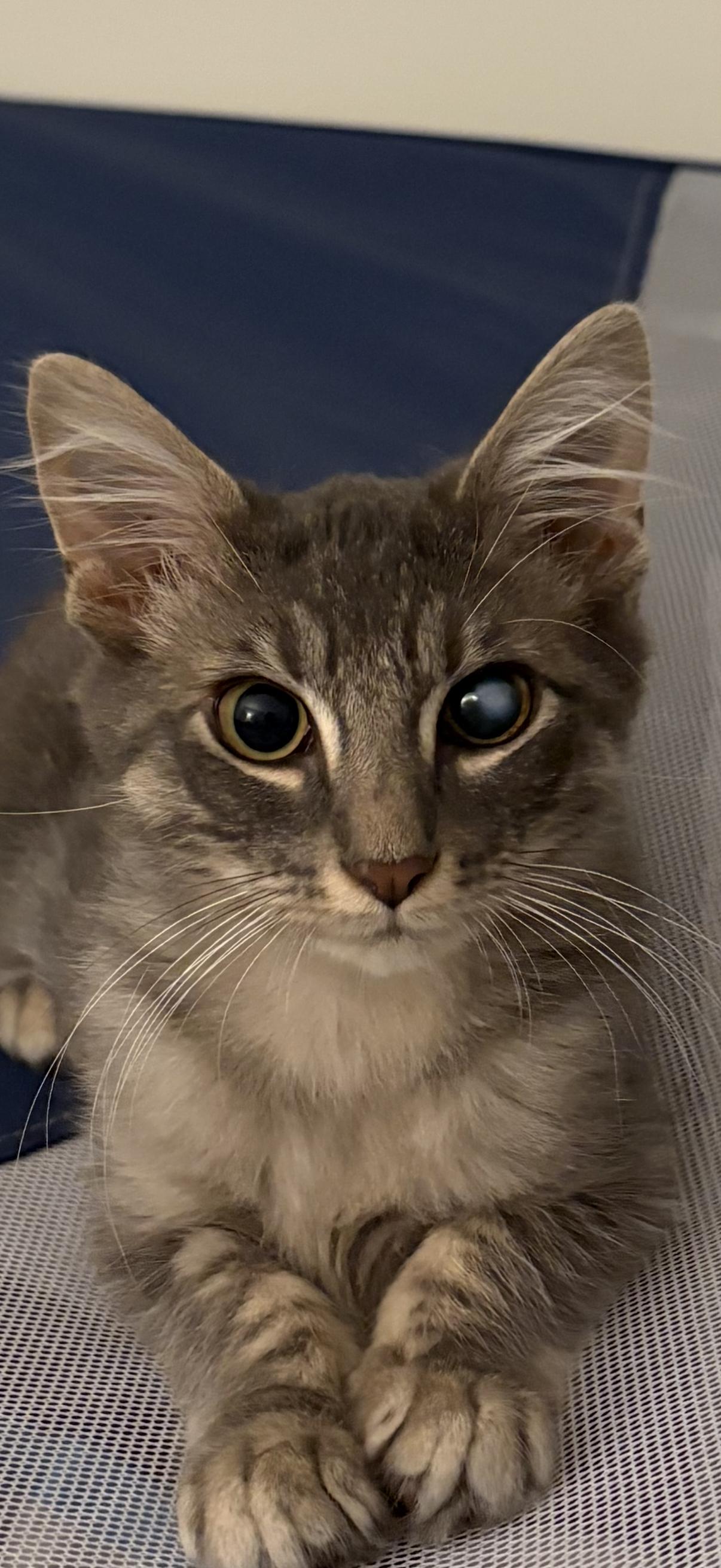 Kyle, a Adoptable Domestic Long Hair in Old Bridge, NJ image 2/3