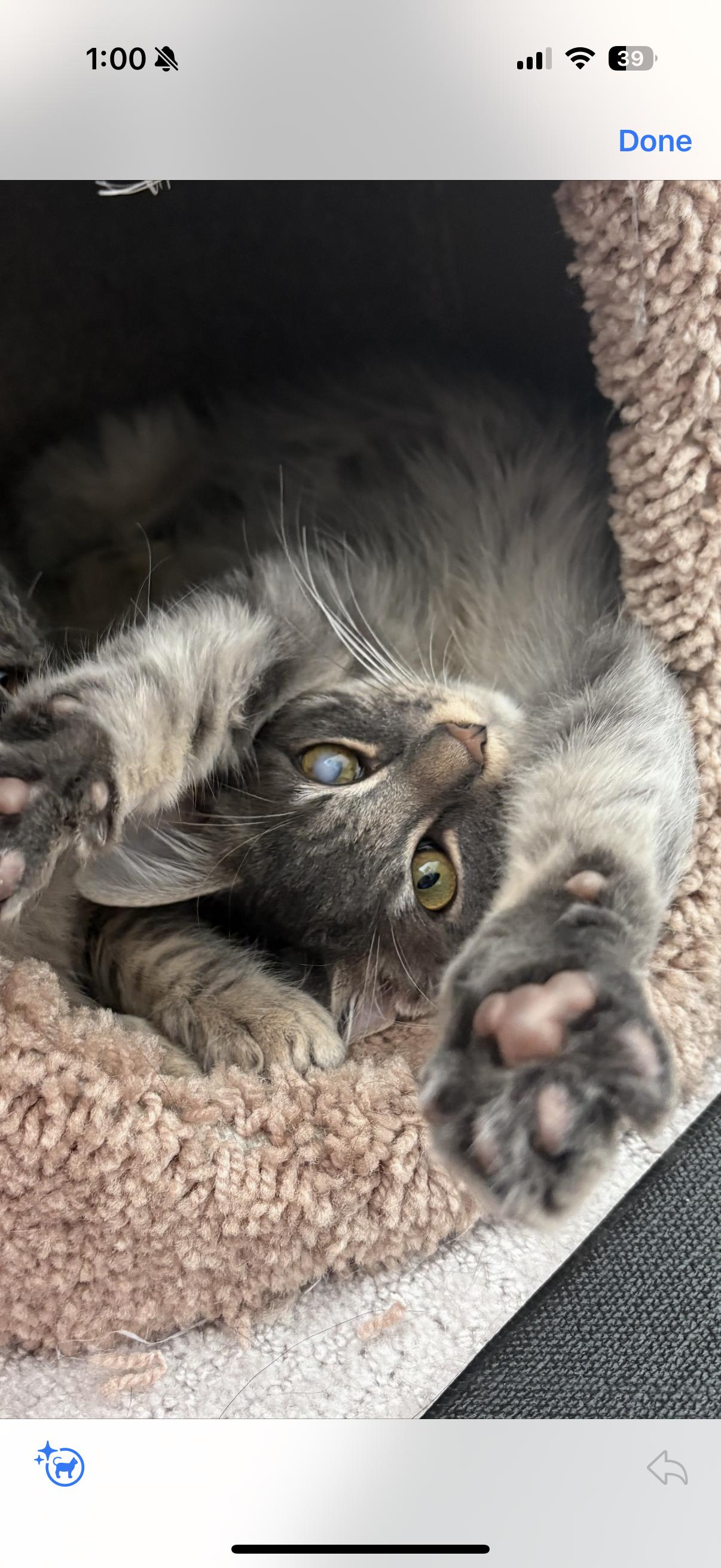 Kyle, a Adoptable Domestic Long Hair in Old Bridge, NJ image 3/3