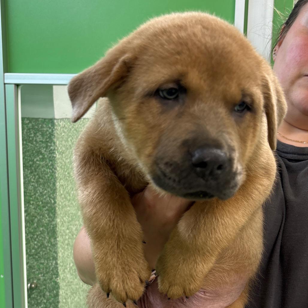 Bruno, Adoptable, Puppy Male Chow Chow & Shepherd.