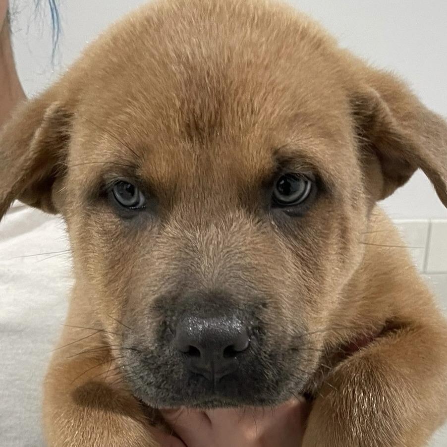 Enlarge Bruno, a Adoptable mixed breed in Calverton, NY image 2/2