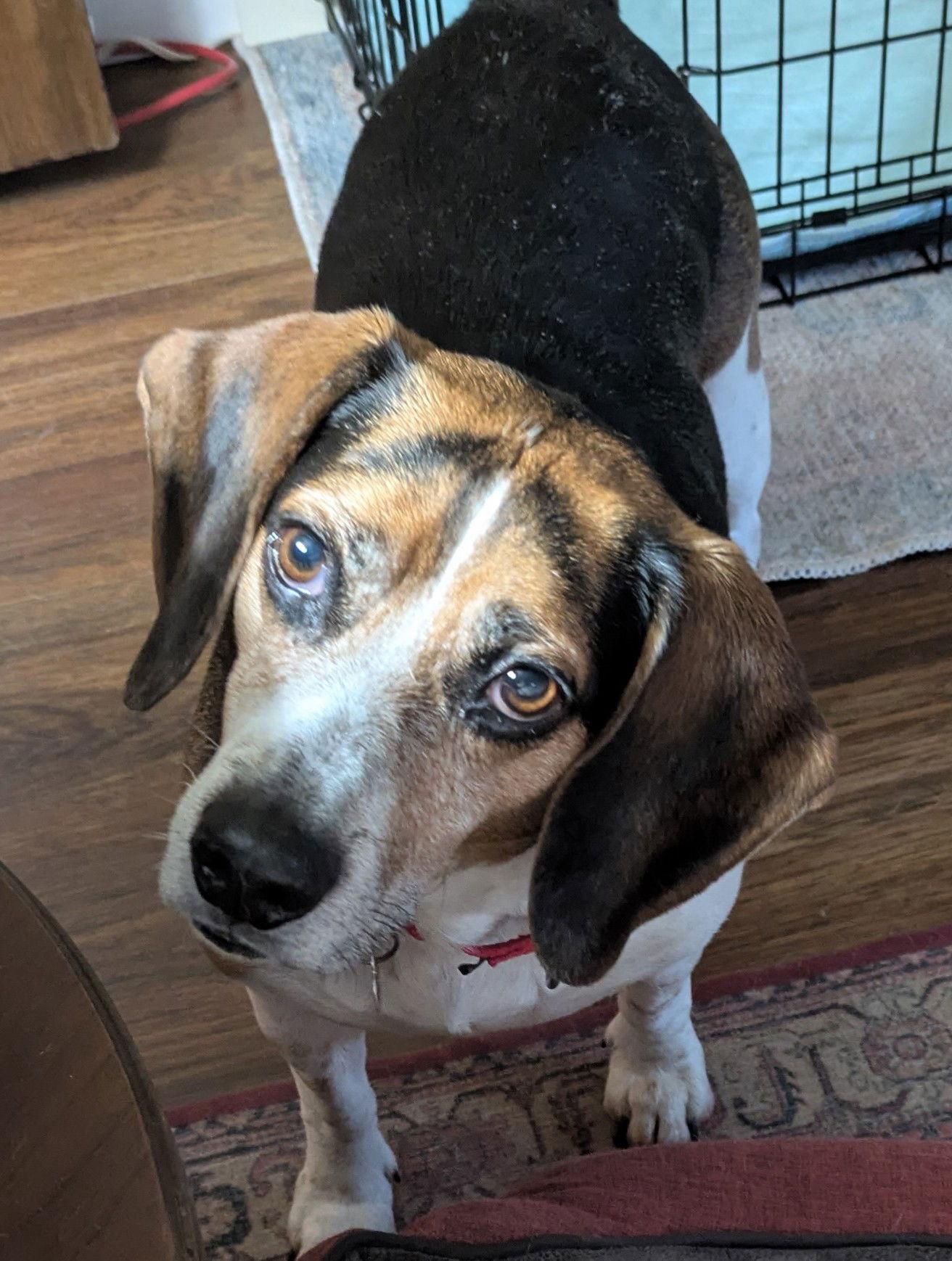 Enlarge Harley III, a Adopted Beagle in Dunnellon, FL image 1/3