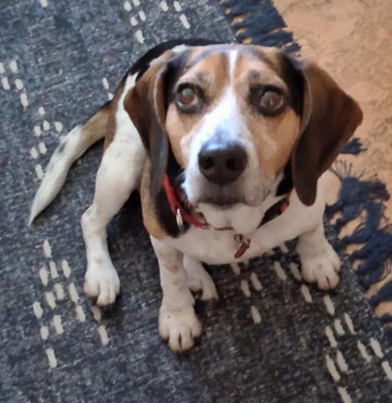 Enlarge Harley III, a Adopted Beagle in Dunnellon, FL image 2/3