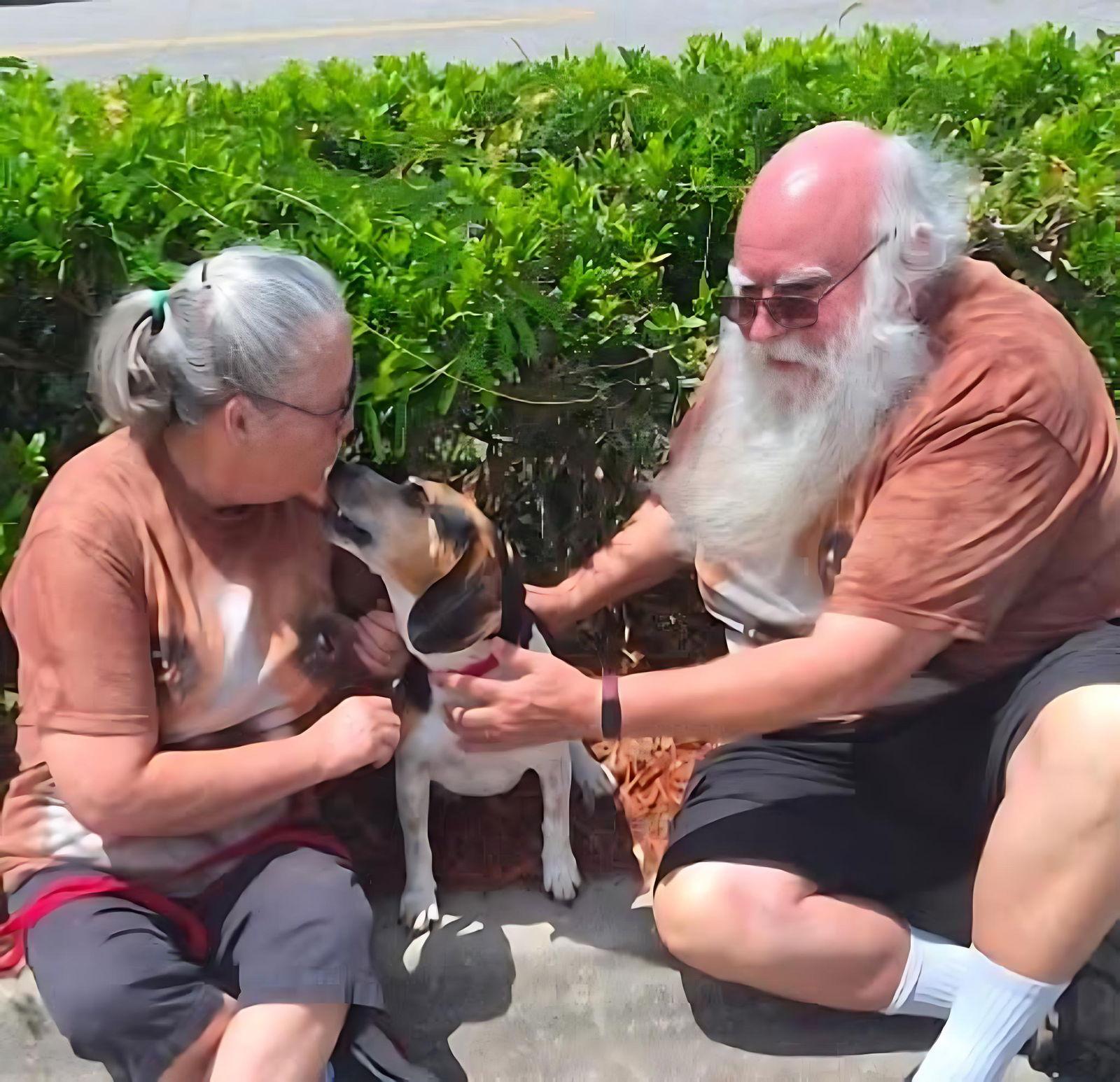 Enlarge Harley III, a Adopted Beagle in Dunnellon, FL image 3/3