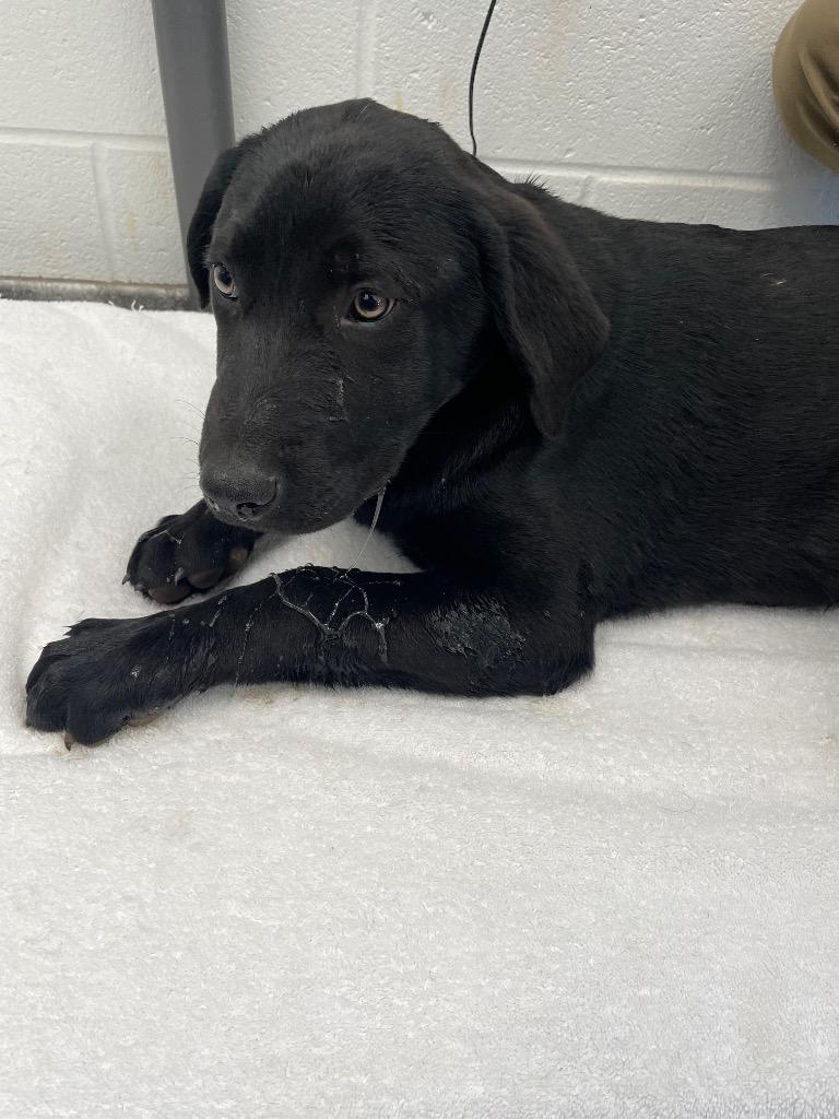 Mario, Adoptable, Puppy Male Mixed Breed.