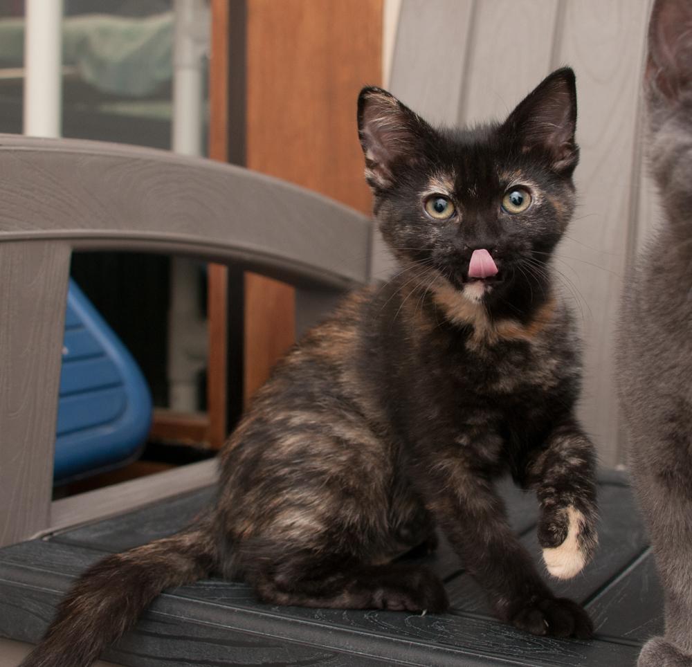 Hope (adopted with Walnut), an adopted Tortoiseshell in Westminster, CO image 3/4