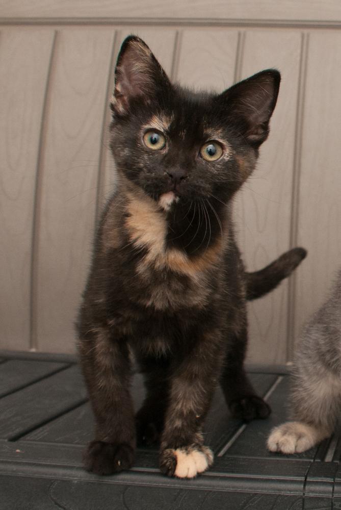 Hope (adopted with Walnut), an adopted Tortoiseshell in Westminster, CO image 2/4