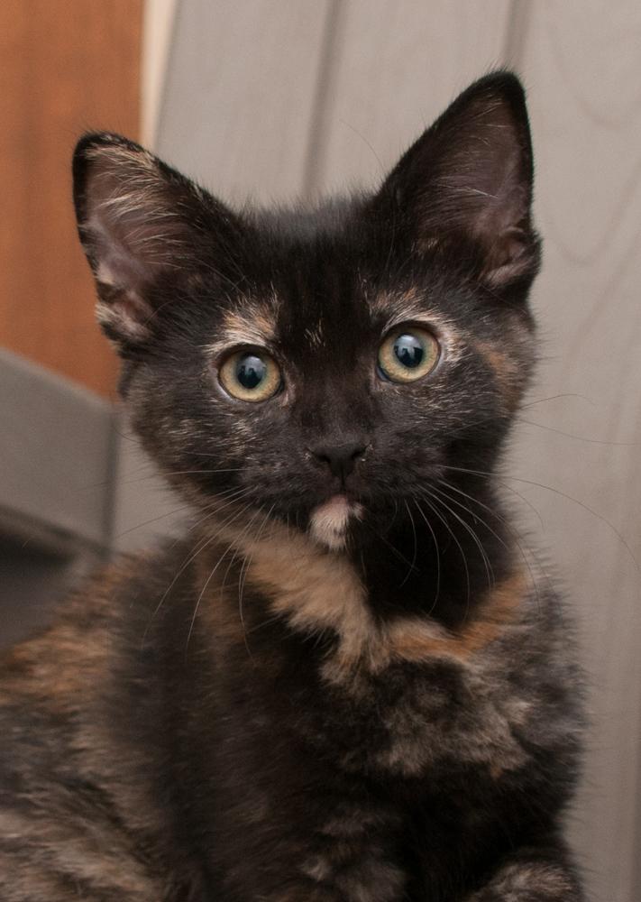 Hope (adopted with Walnut), an adopted Tortoiseshell in Westminster, CO image 1/4