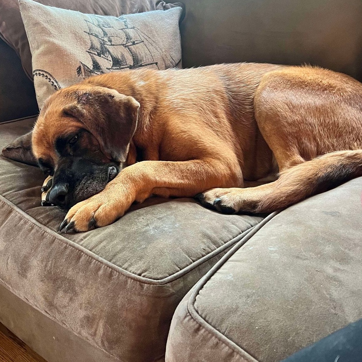 Dog for adoption Tonks, a Mastiff Mix in Grand Forks, ND Petfinder