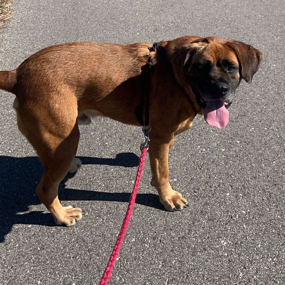 Dog for adoption Tonks, a Mastiff Mix in Grand Forks, ND Petfinder