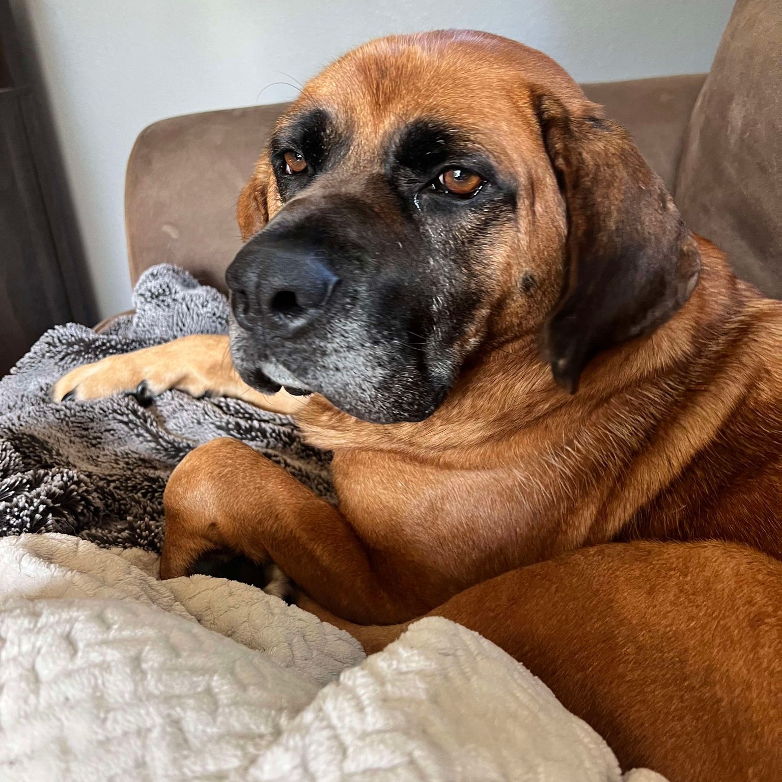 Dog for adoption Tonks, a Mastiff Mix in Grand Forks, ND Petfinder