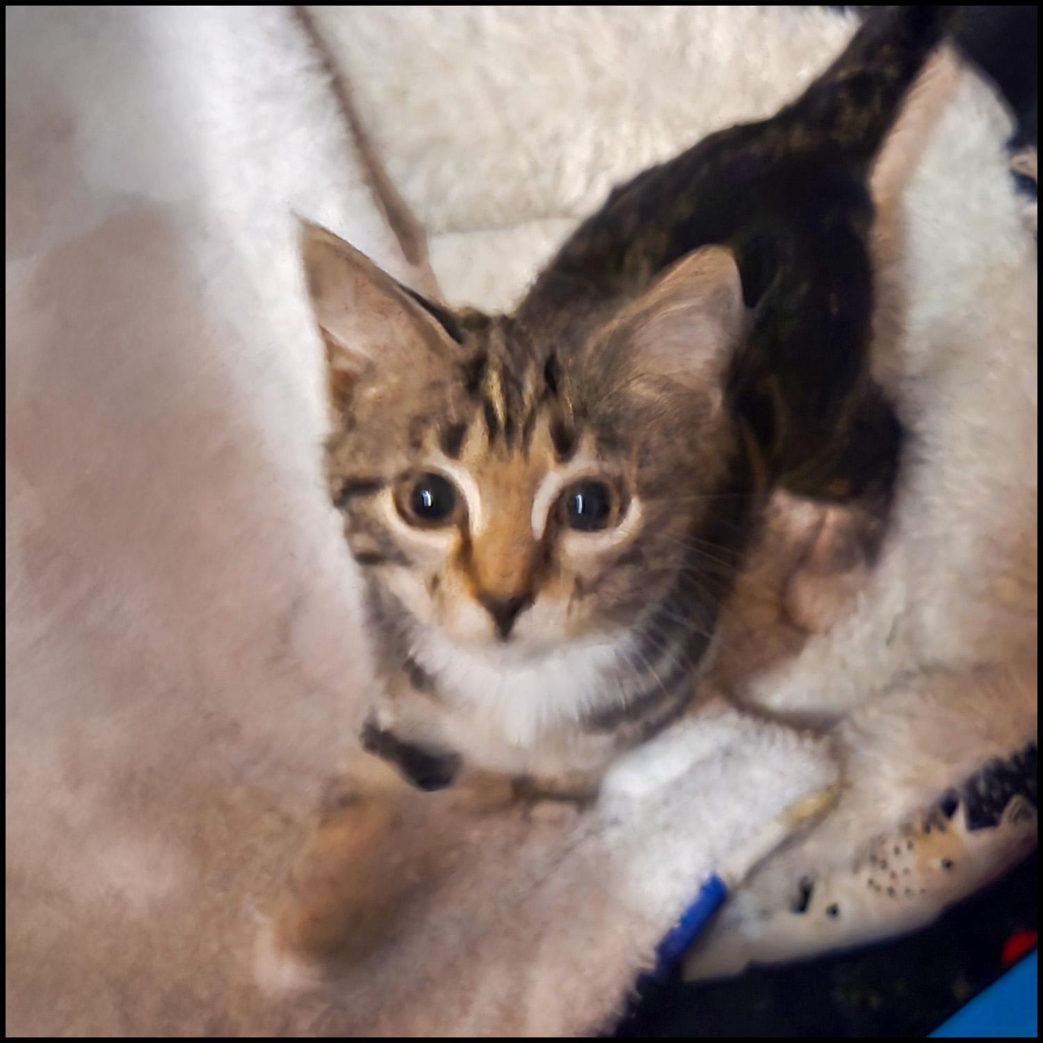 Enlarge Mittsey, a ADOPTABLE mixed breed in Roswell, GA image 2/4