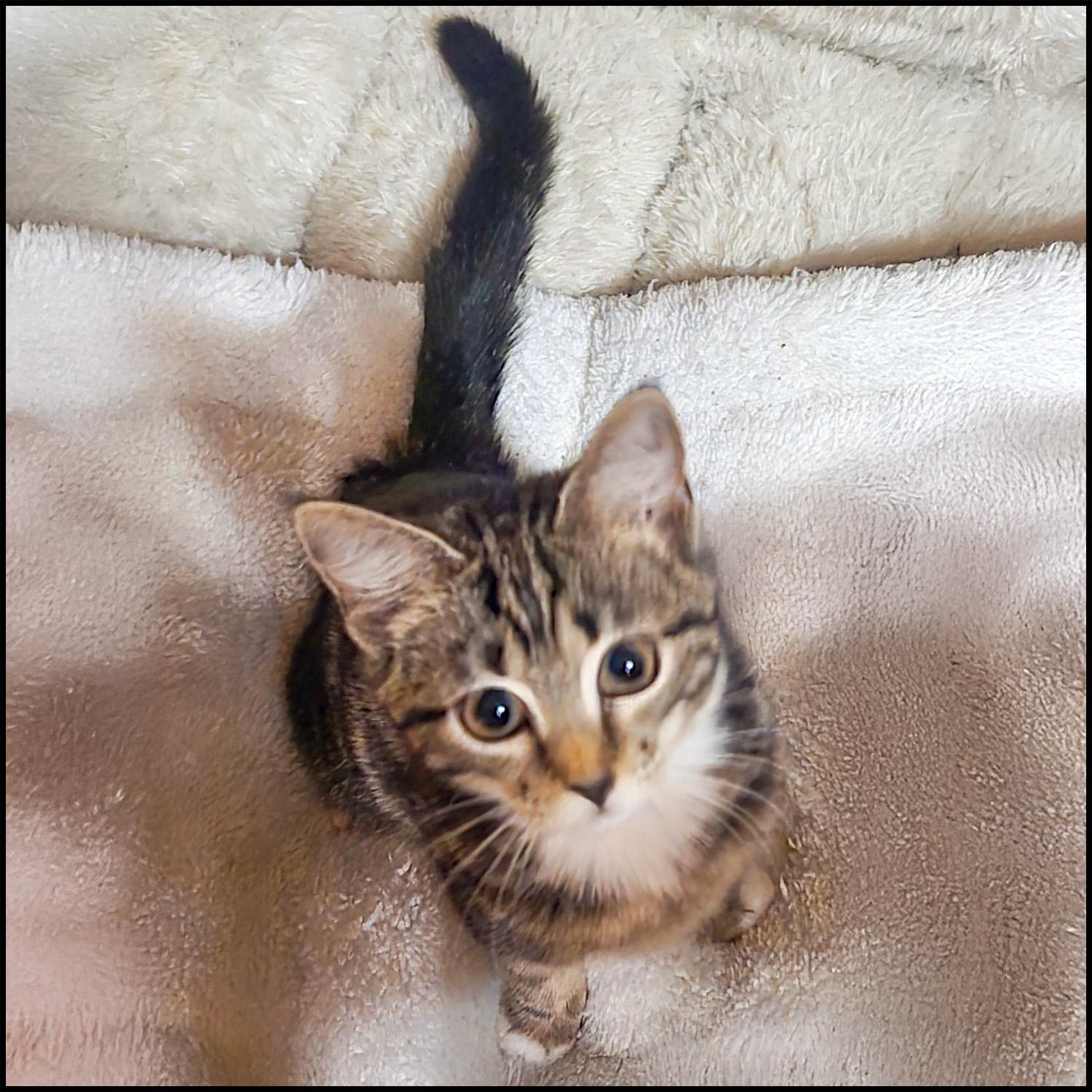 Enlarge Mittsey, a ADOPTABLE mixed breed in Roswell, GA image 4/4