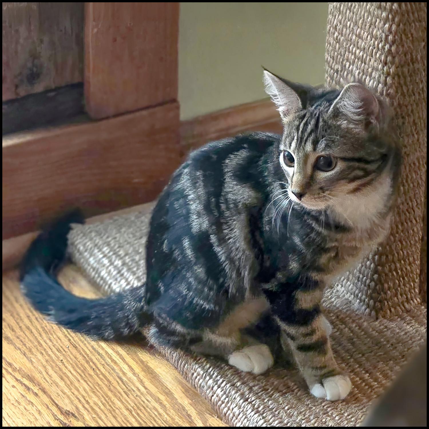 Mittsey, ADOPTABLE, Young Female Domestic Short Hair & Tabby.