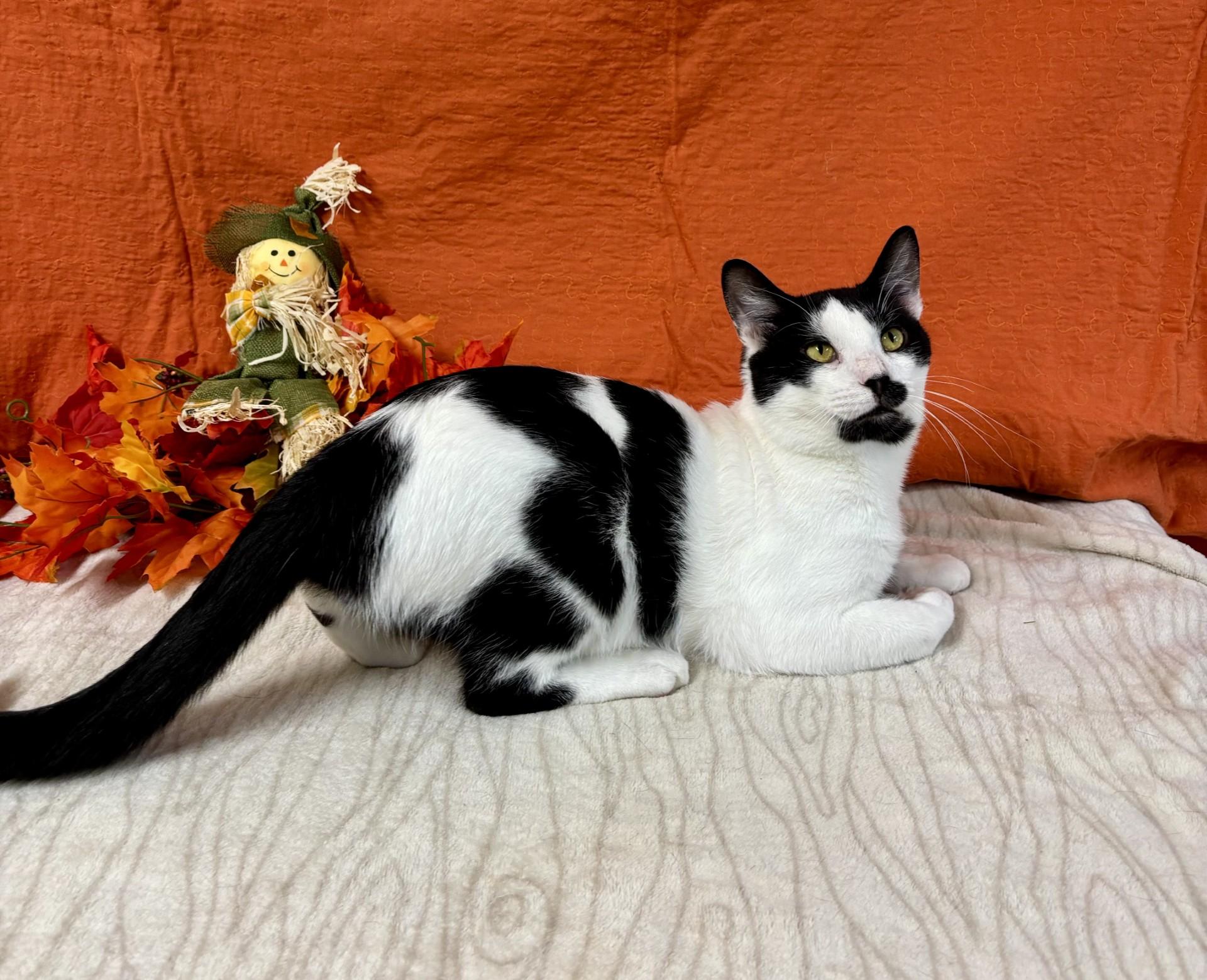 Quinn, Adoptable, Adult Male Domestic Short Hair.
