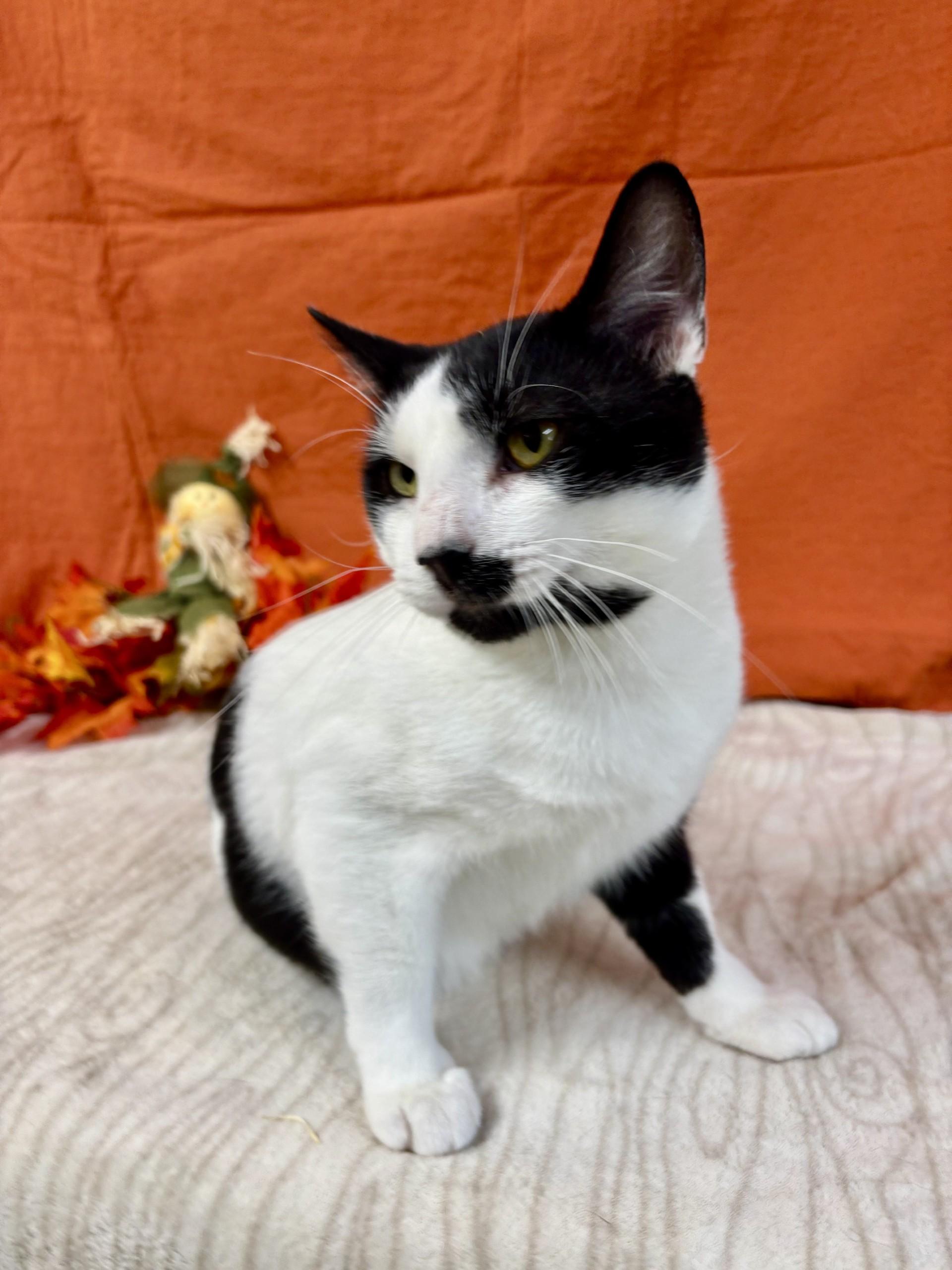 Quinn, Adoptable, Adult Male Domestic Short Hair.
