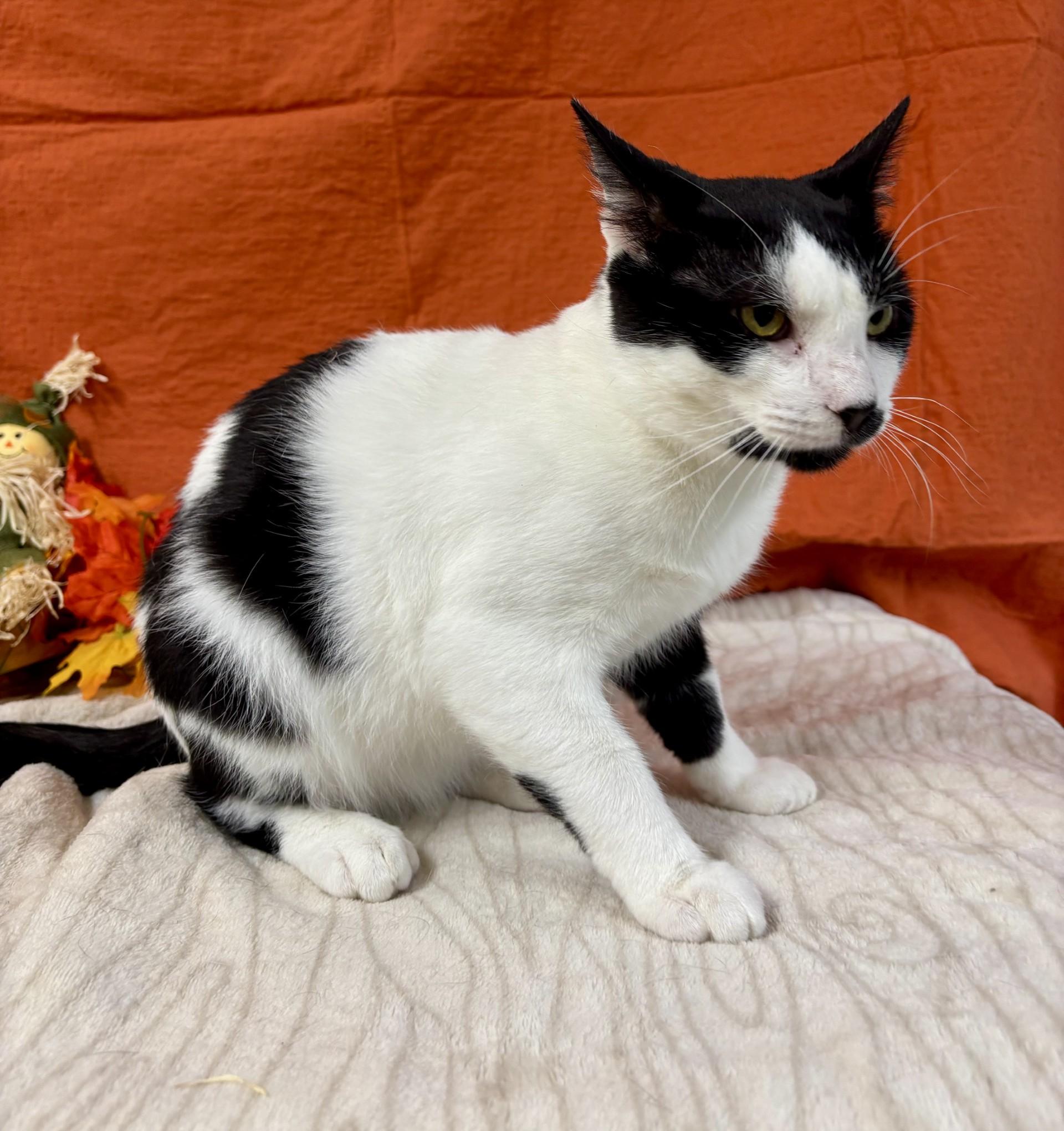 Quinn, a Adoptable mixed breed in Upper Sandusky, OH image 3/3