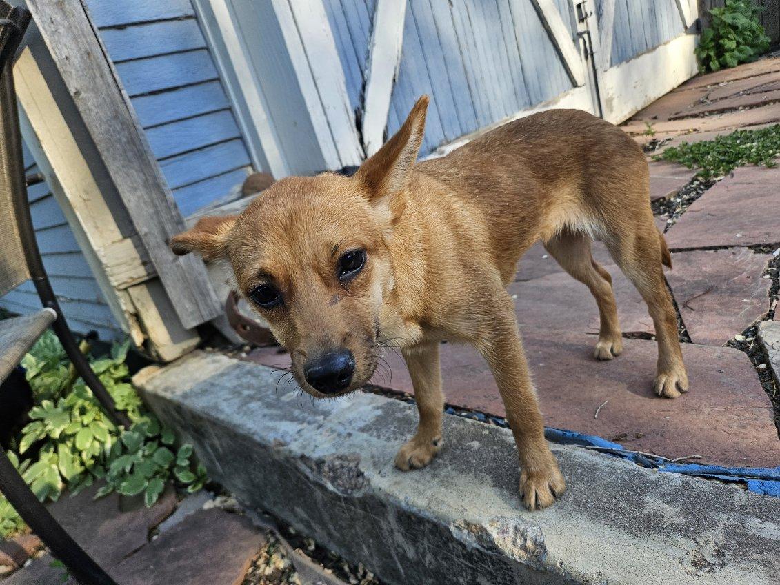 Enlarge Cali, an adopted mixed breed in Fort Collins, CO image 4/6