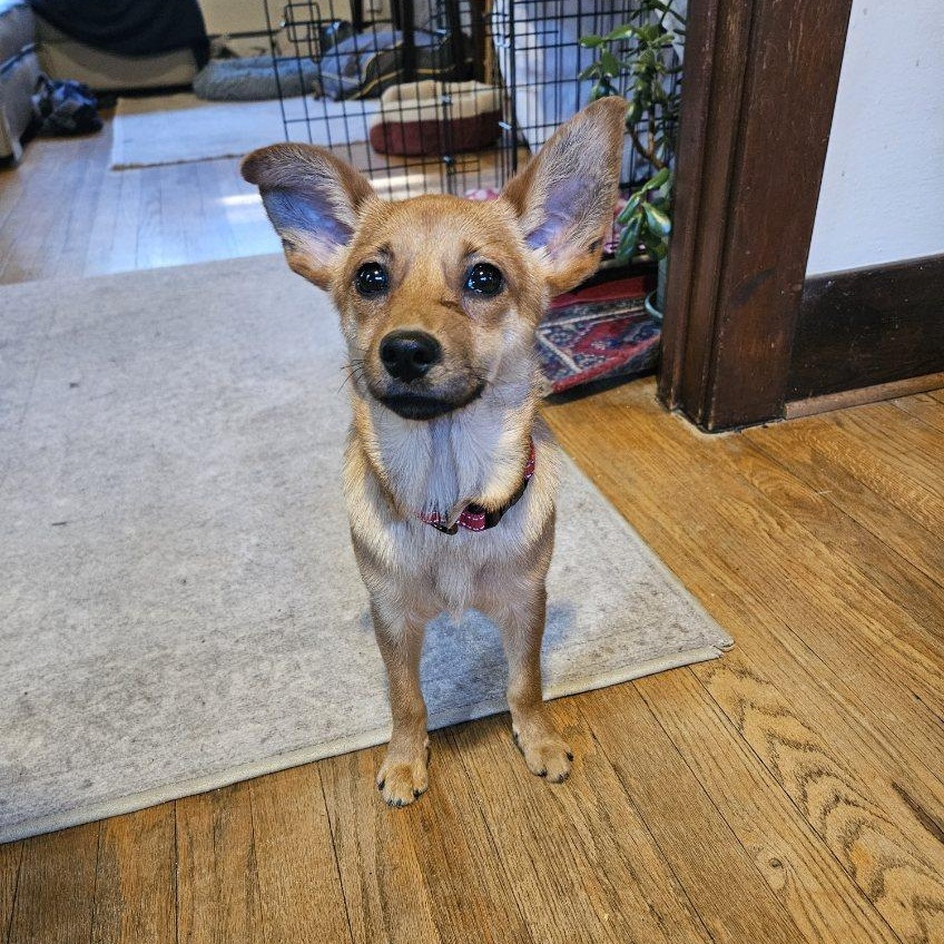 Enlarge Cali, an adopted mixed breed in Fort Collins, CO image 2/6