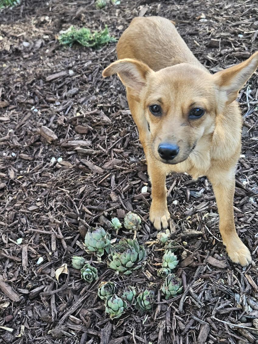 Enlarge Cali, an adopted mixed breed in Fort Collins, CO image 5/6