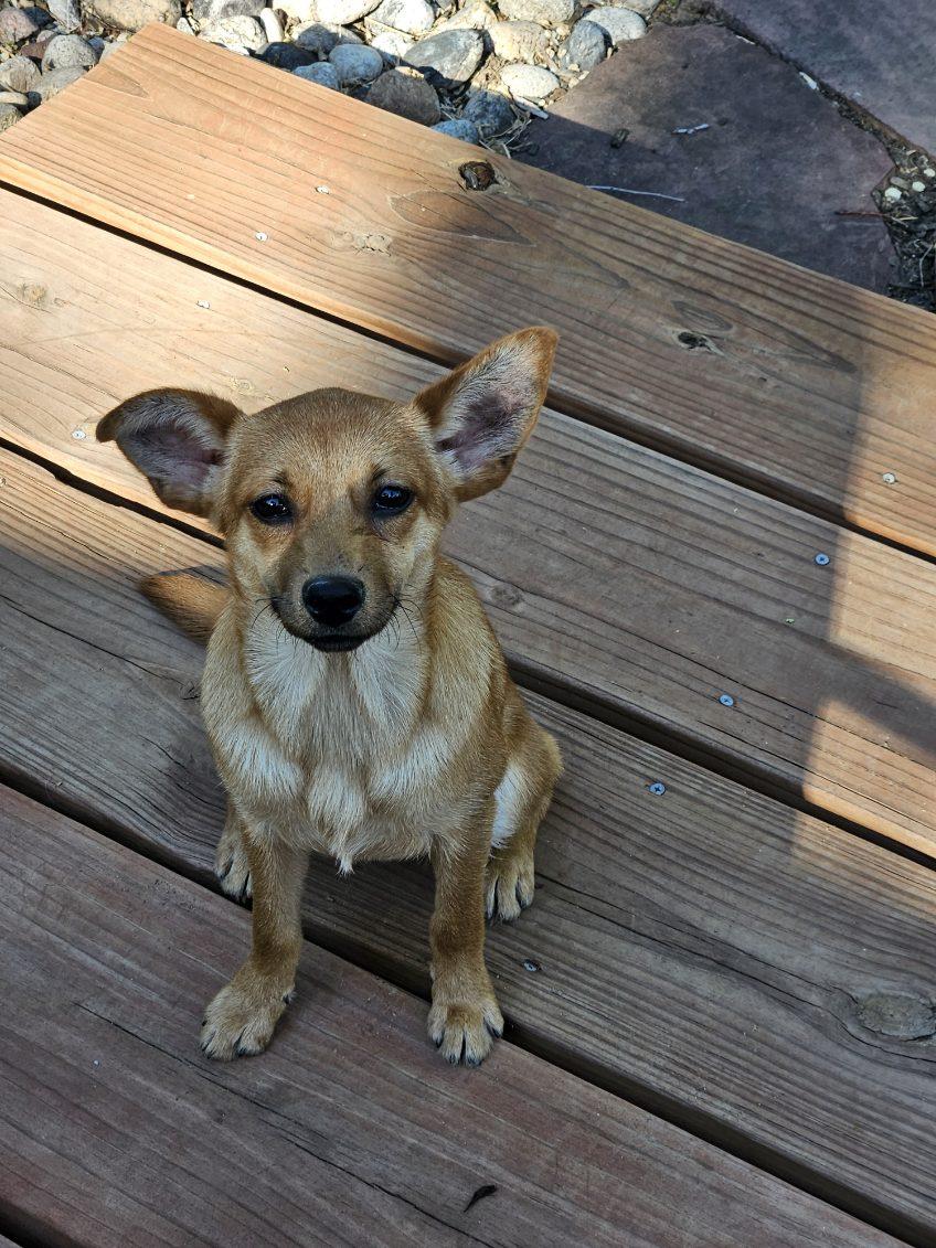 Enlarge Cali, an adopted mixed breed in Fort Collins, CO image 3/6