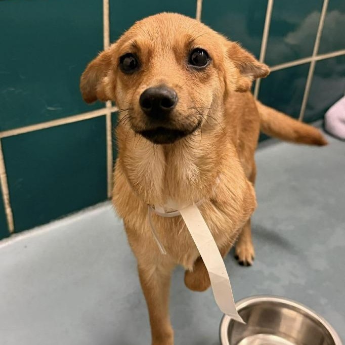 Cali, adopted, Young Female Chihuahua.