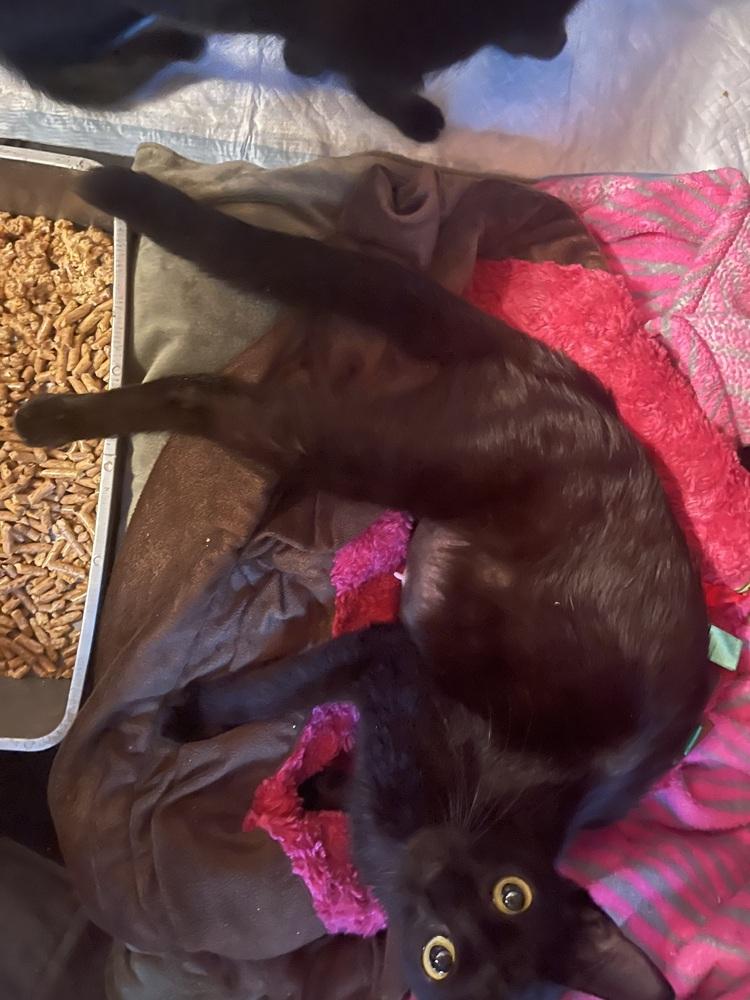 Enlarge Loverlee, a Adopted Domestic Short Hair in Hudson, NH image 1/3