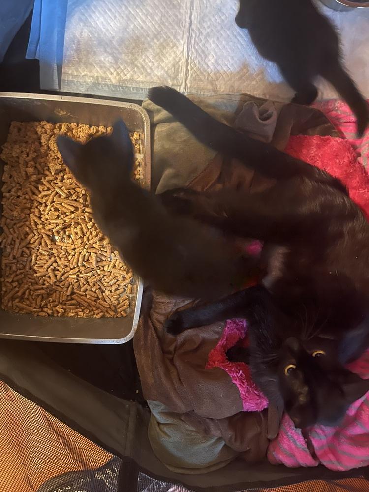 Enlarge Loverlee, a Adopted Domestic Short Hair in Hudson, NH image 2/3