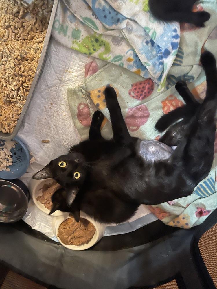 Enlarge Loverlee, a Adopted Domestic Short Hair in Hudson, NH image 3/3