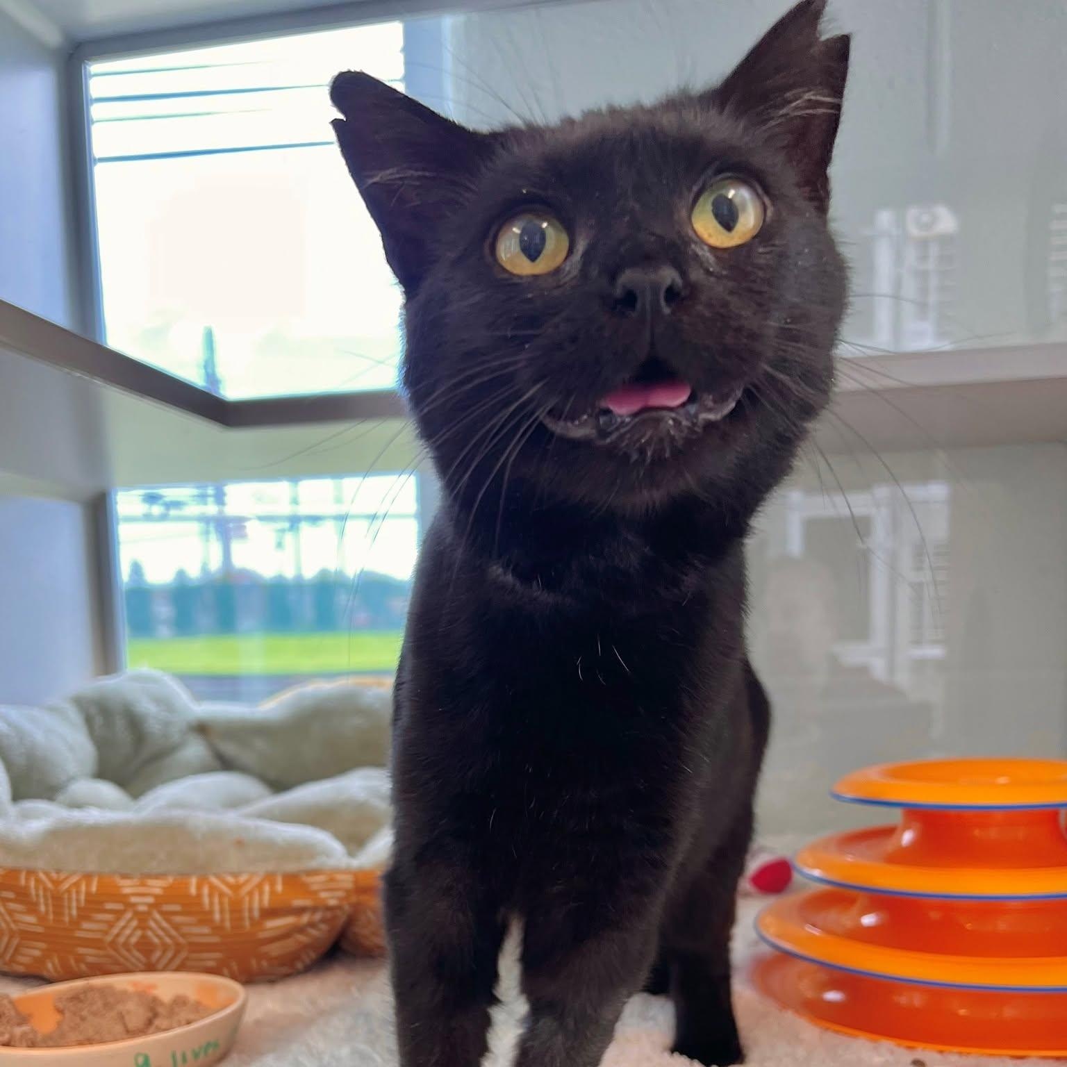 Silas -- Courtesy Post, Adoptable, Adult Male Domestic Short Hair.