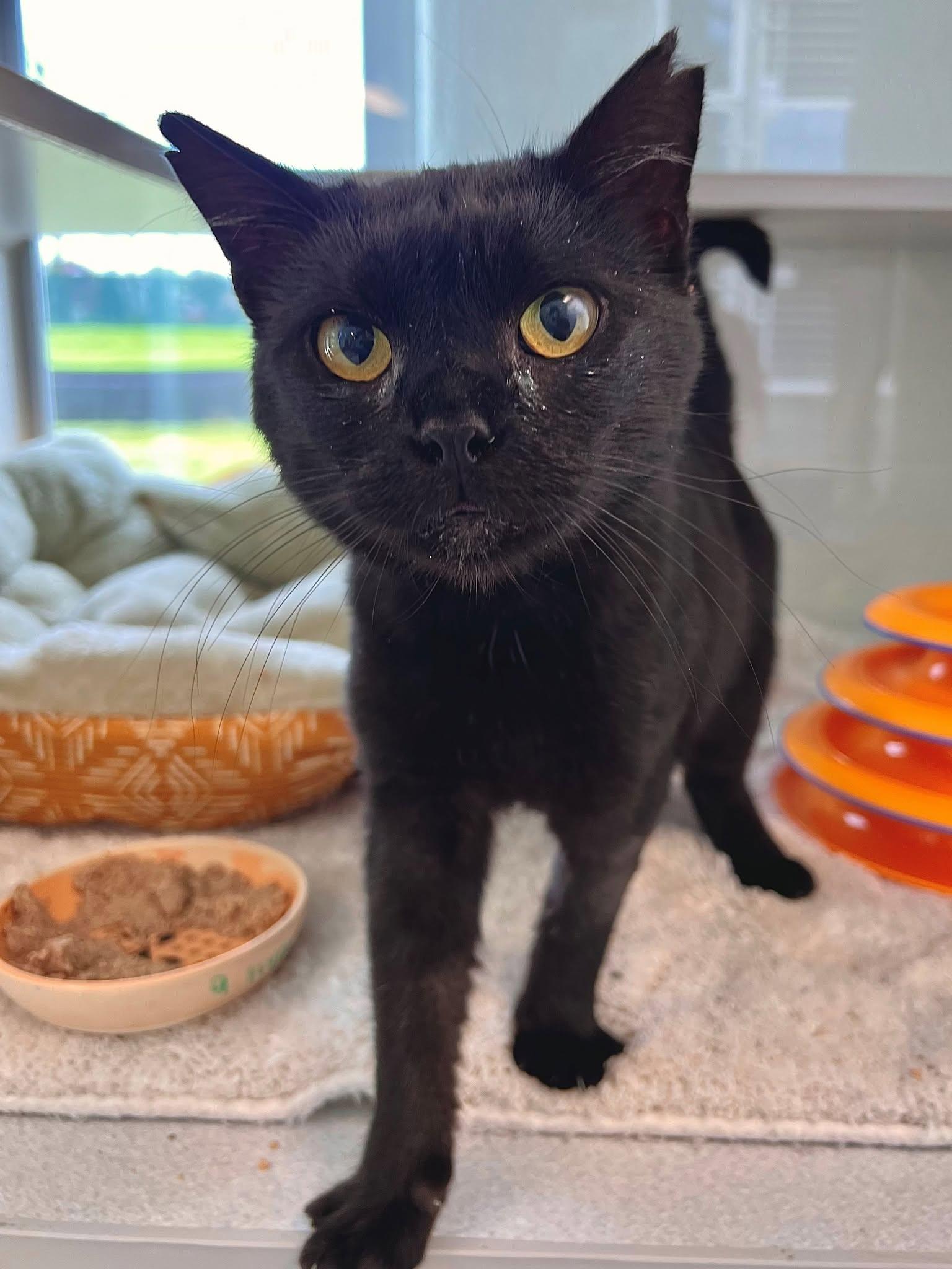 Enlarge Silas -- Courtesy Post, a Adoptable mixed breed in Frederick, MD image 4/6