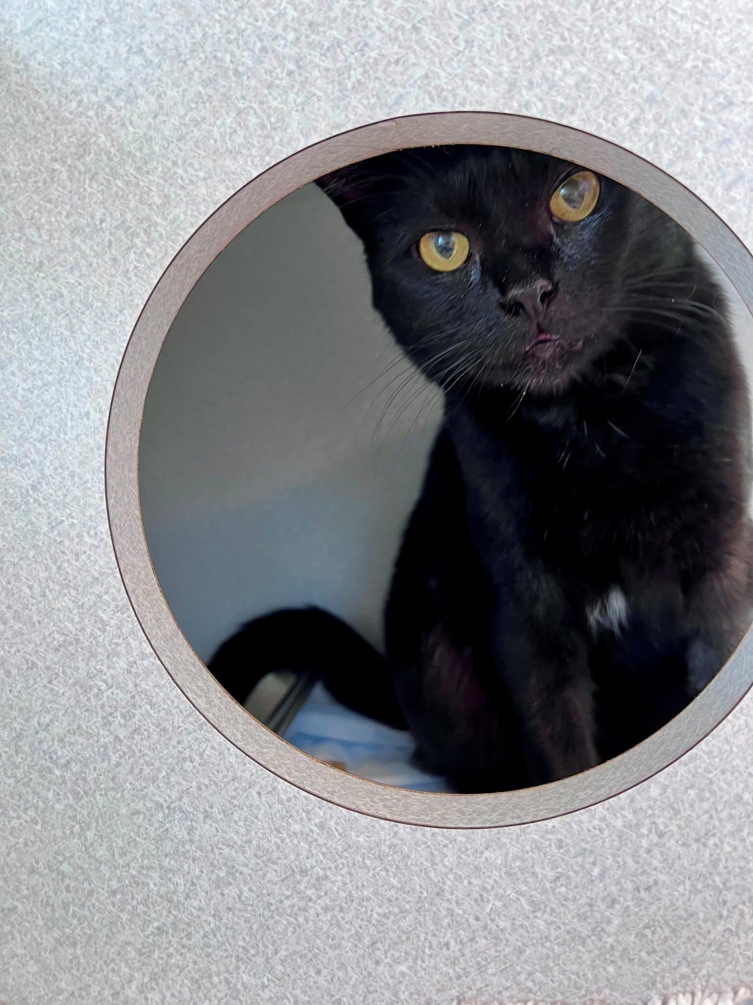 Enlarge Silas -- Courtesy Post, a Adoptable mixed breed in Frederick, MD image 2/6