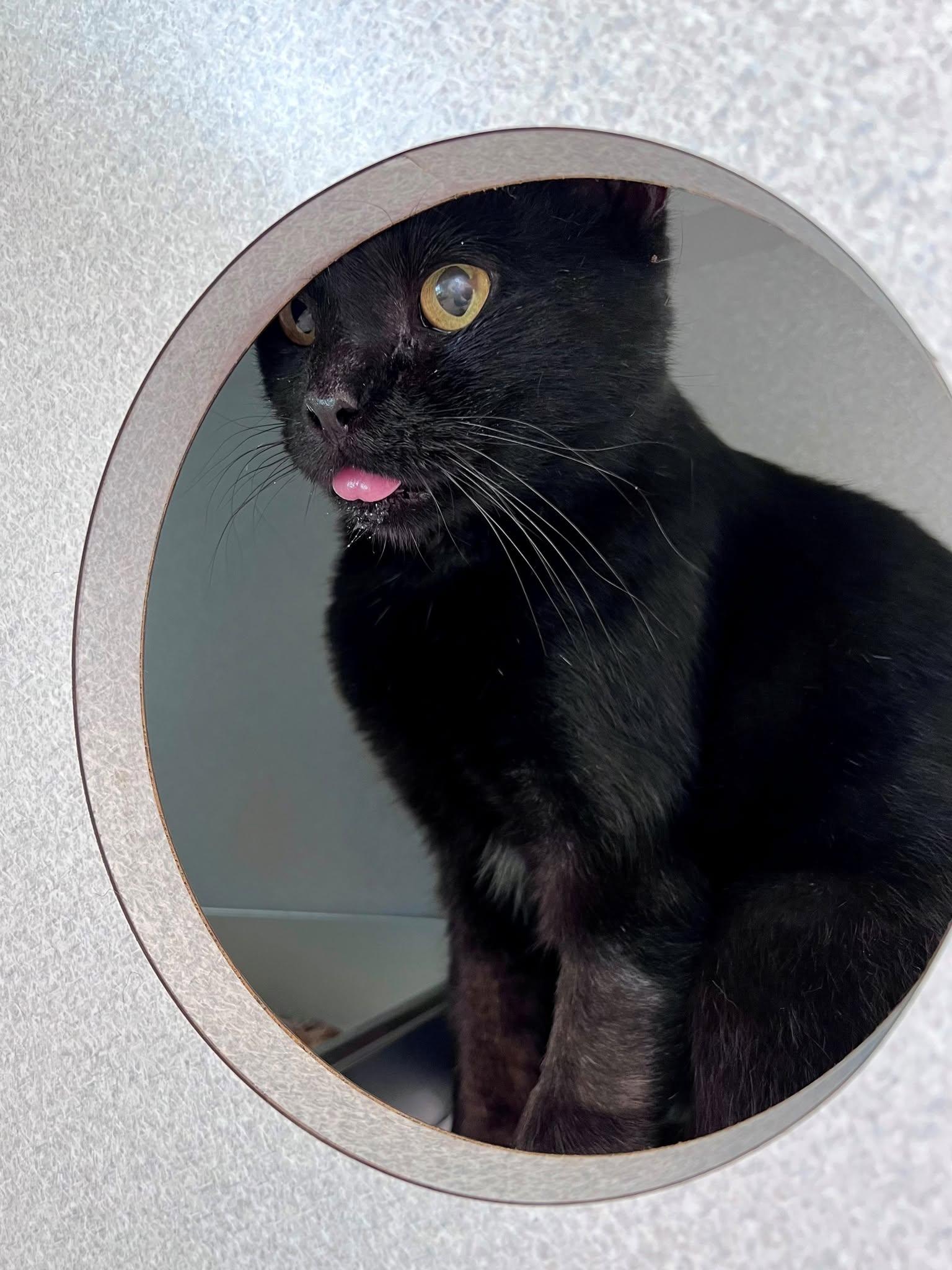 Enlarge Silas -- Courtesy Post, a Adoptable mixed breed in Frederick, MD image 6/6
