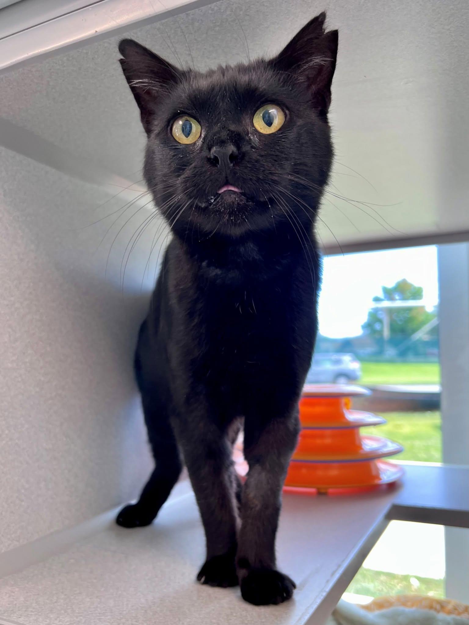 Enlarge Silas -- Courtesy Post, a Adoptable mixed breed in Frederick, MD image 5/6
