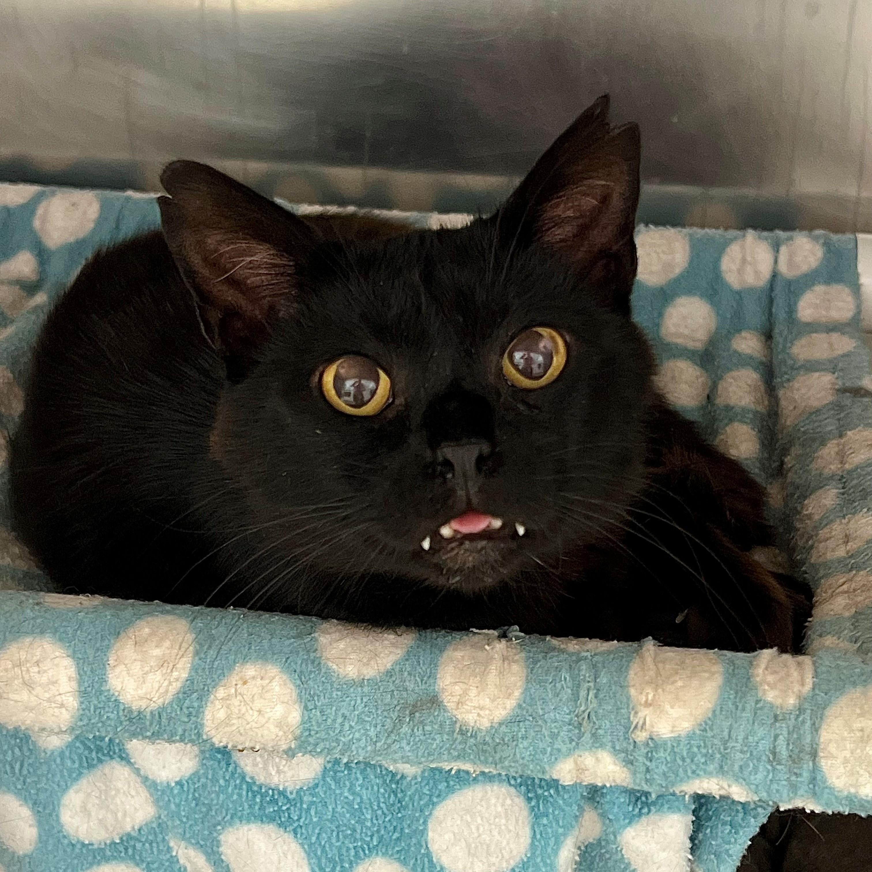 Enlarge Silas -- Courtesy Post, a Adoptable mixed breed in Frederick, MD image 3/6