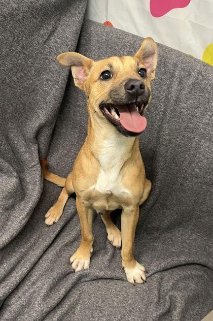 Enlarge Traffic (6946), a Adoptable Terrier in Lake City, MI image 1/1