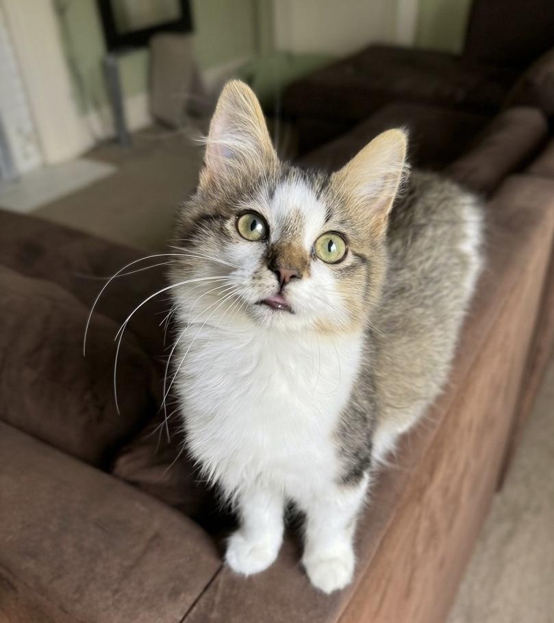 Enlarge Galileo, a Adopted Domestic Medium Hair in Greenville, SC image 1/4