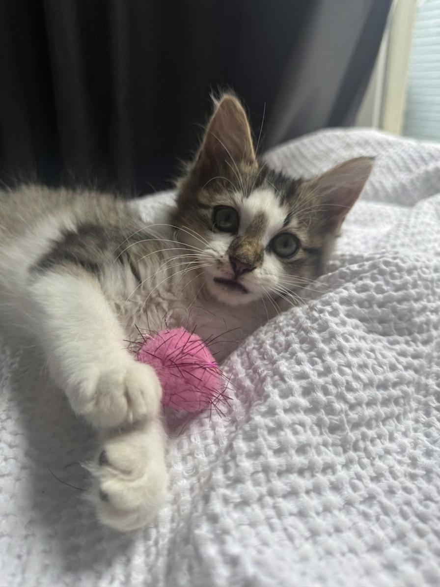 Enlarge Galileo, a Adopted Domestic Medium Hair in Greenville, SC image 4/4