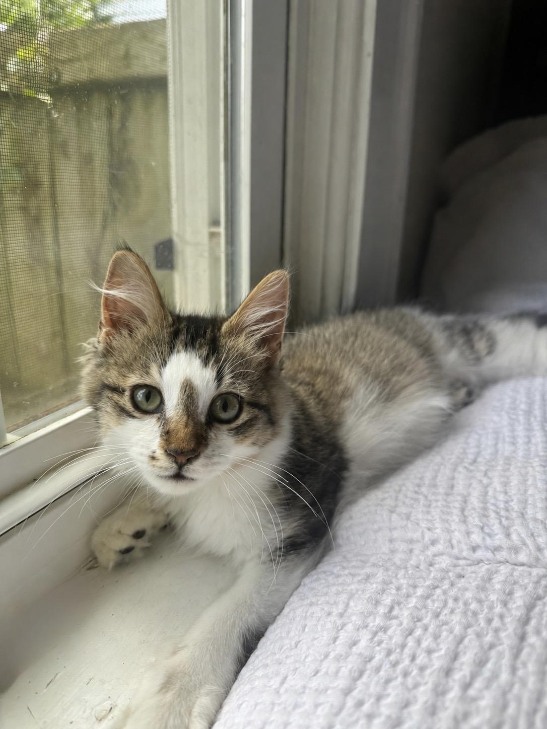 Enlarge Galileo, a Adopted Domestic Medium Hair in Greenville, SC image 3/4
