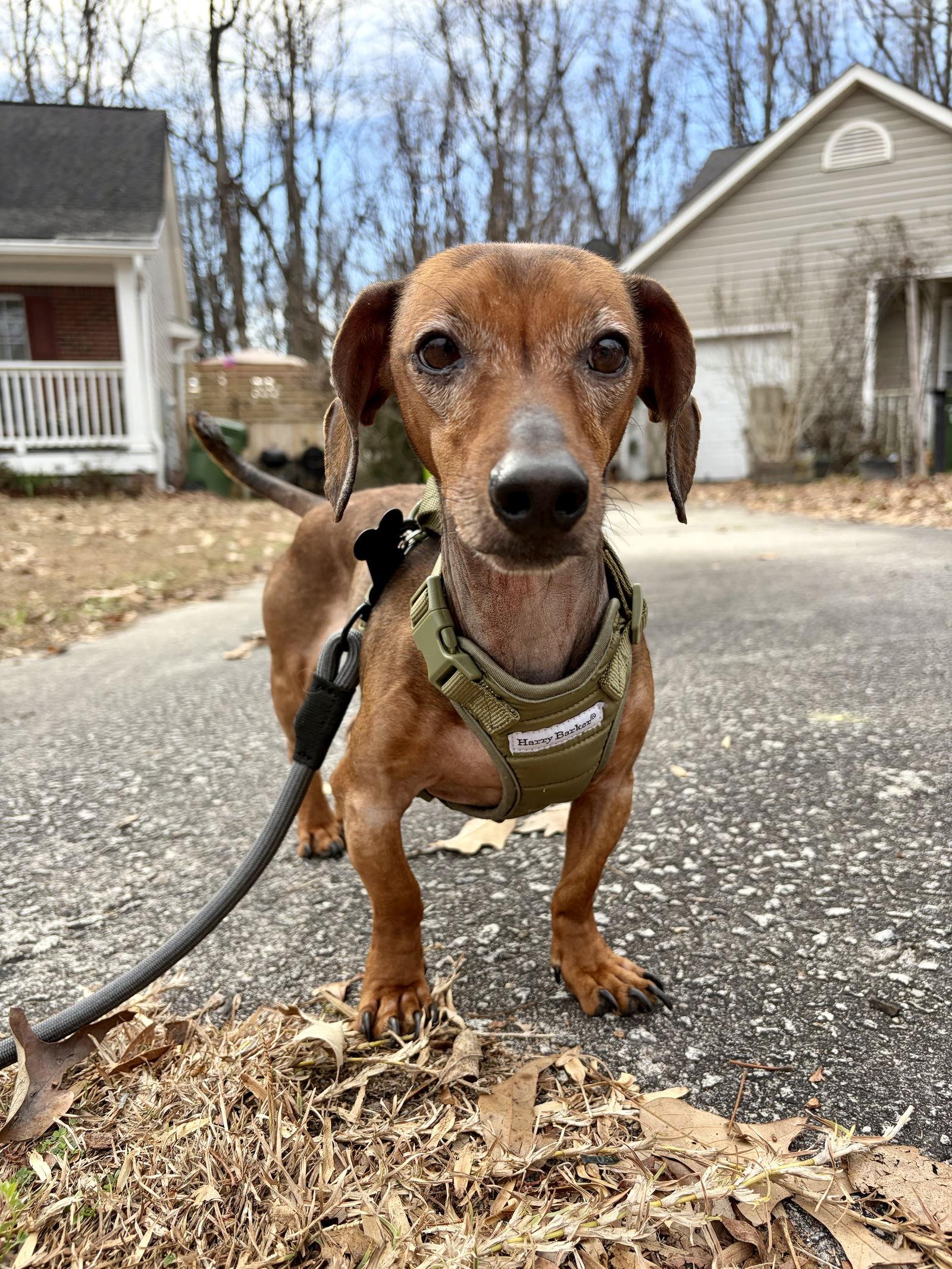 Little Joe (Bonded with Hoss), Adoptable, Young Male Dachshund.