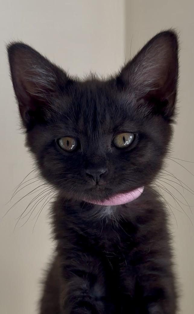 Bamboo (certified cuddle bug), an adopted Domestic Short Hair in Lemoyne, PA image 1/6