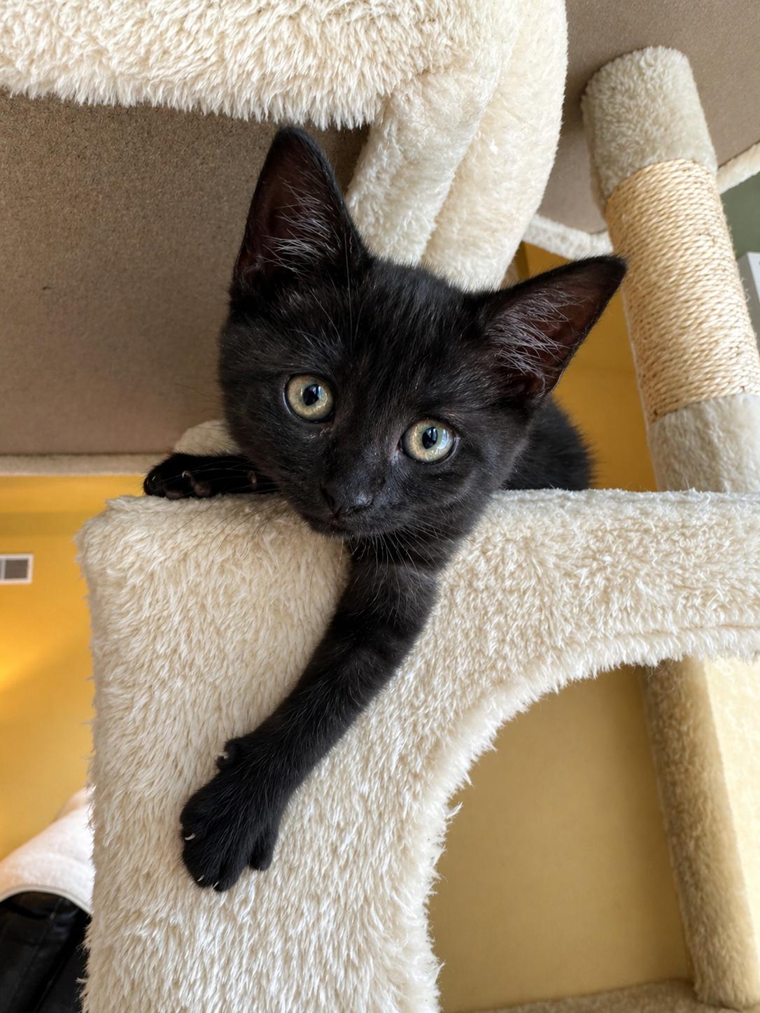 Bamboo (certified cuddle bug), an adopted Domestic Short Hair in Lemoyne, PA image 4/6