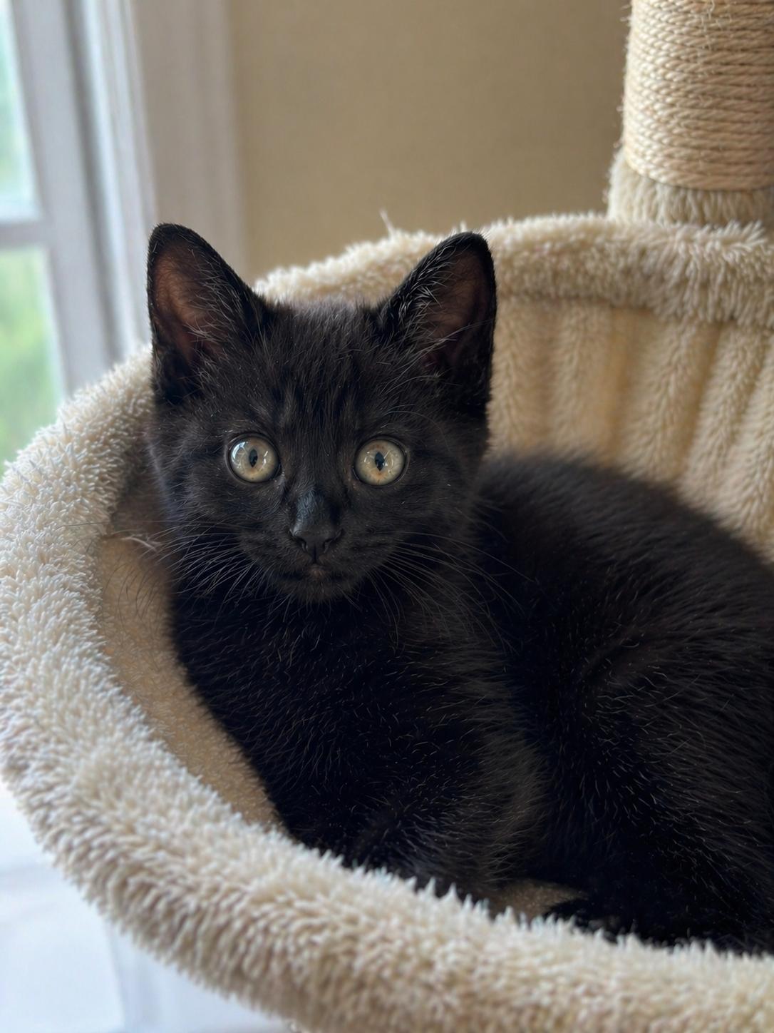 Bamboo (certified cuddle bug), an adopted Domestic Short Hair in Lemoyne, PA image 2/6