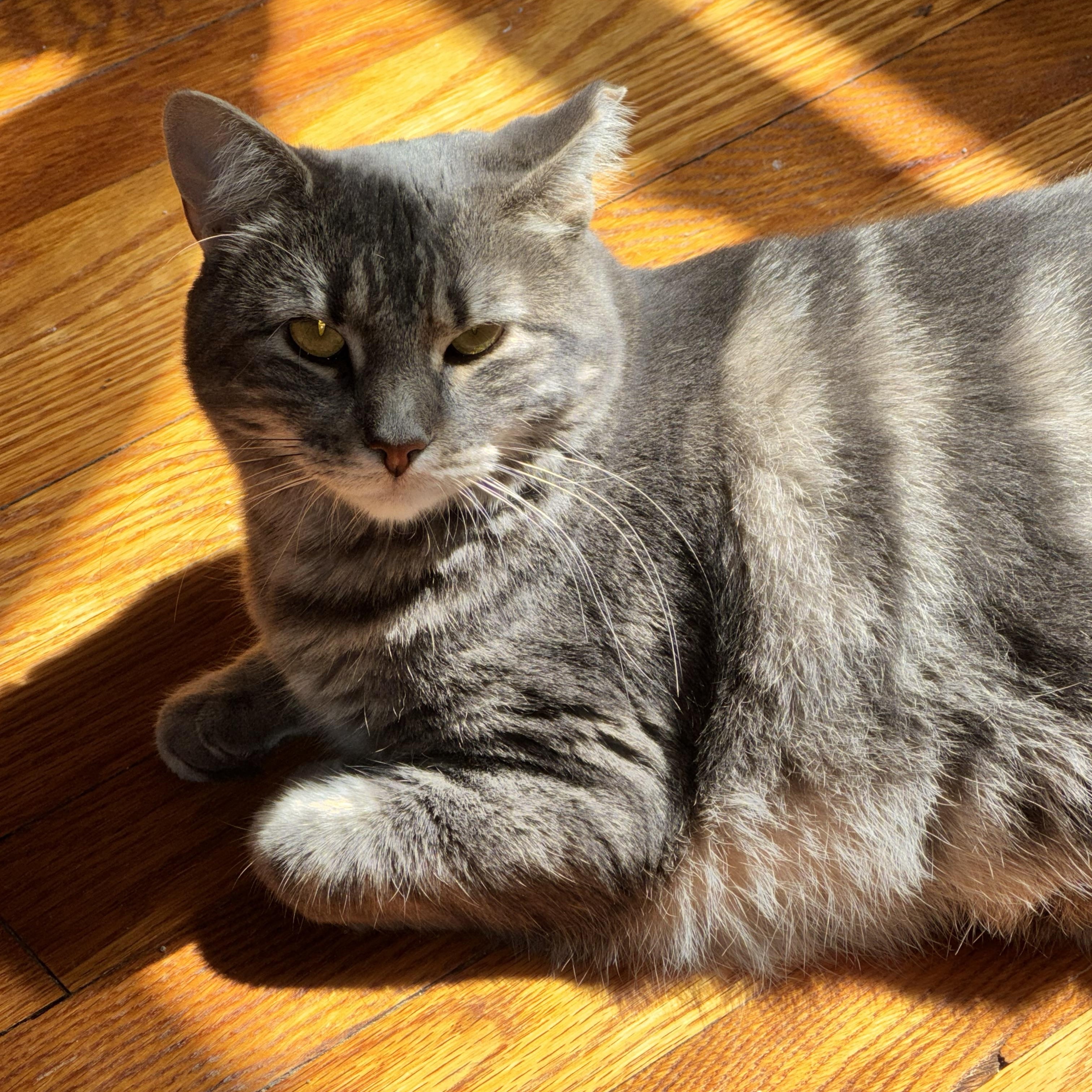 Enlarge Quirky & Chutney, a Adoptable Domestic Medium Hair in Cheshire, CT image 1/5