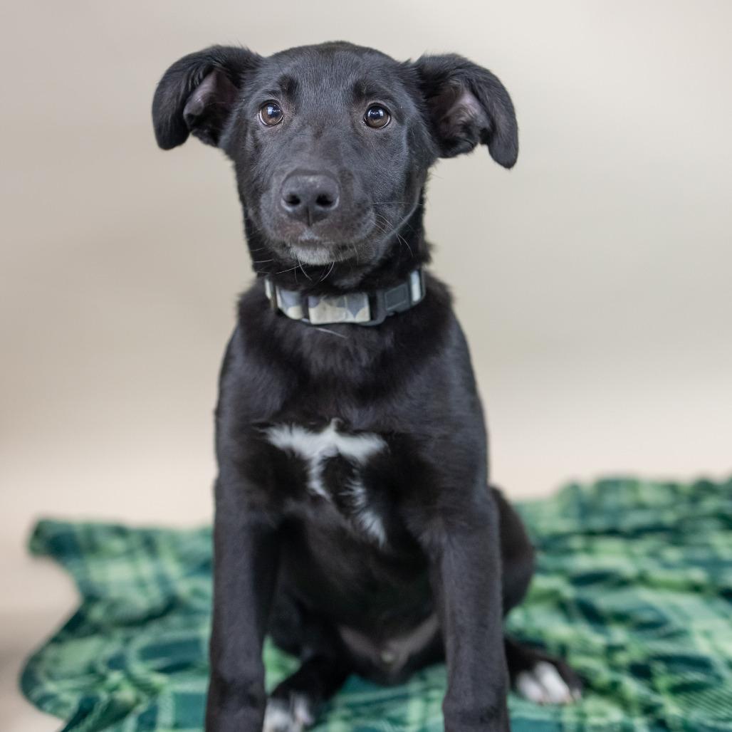 Armani, Adoptable, Young Male McNab.