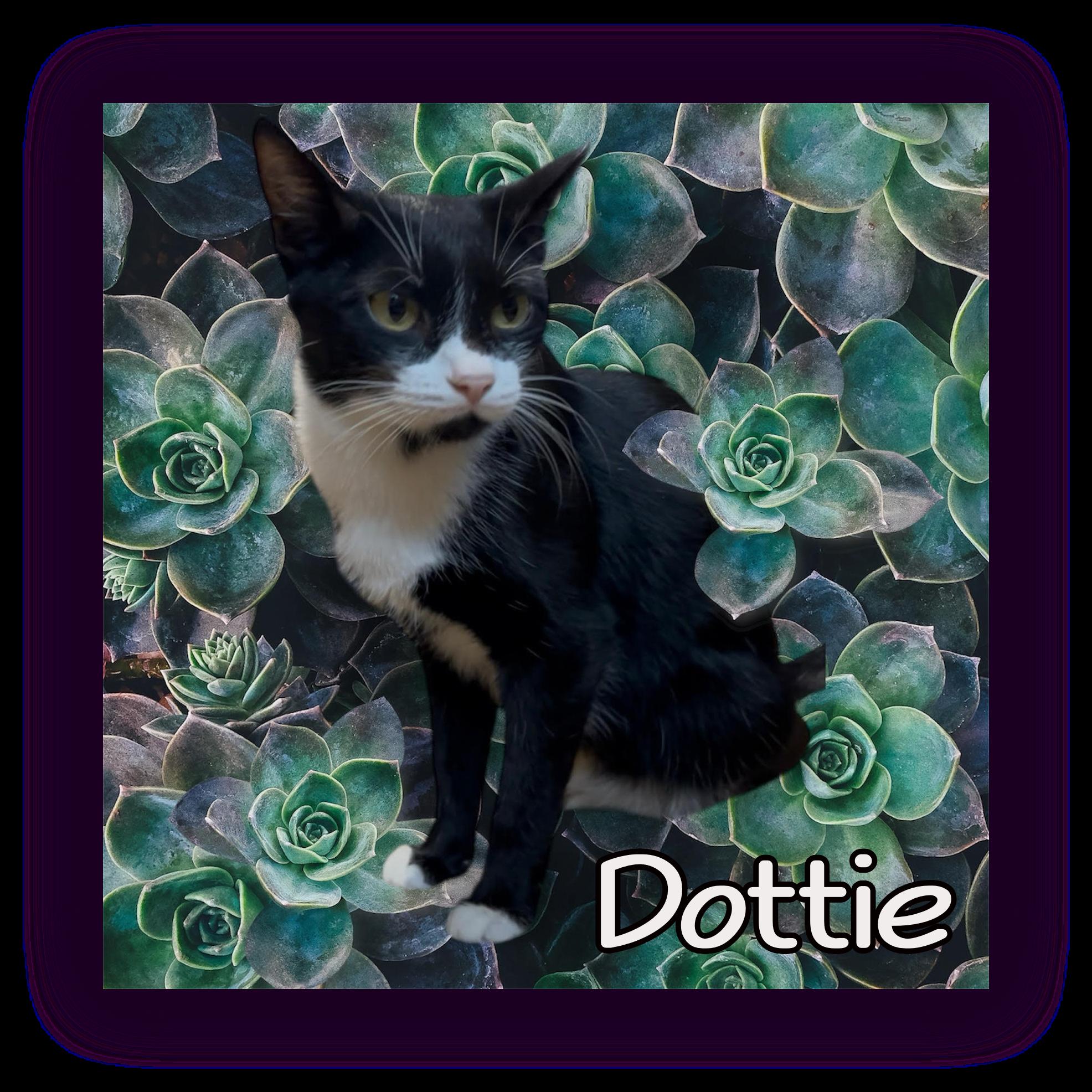 Dottie - SPONSORED ADOPTION, Adoptable, Adult Female Domestic Short Hair.